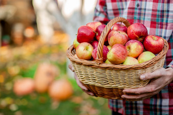 挑选苹果男人。与完整的篮子红色的苹果的花园有机苹果挑选苹果男人。与完整的篮子红色的苹果的花园