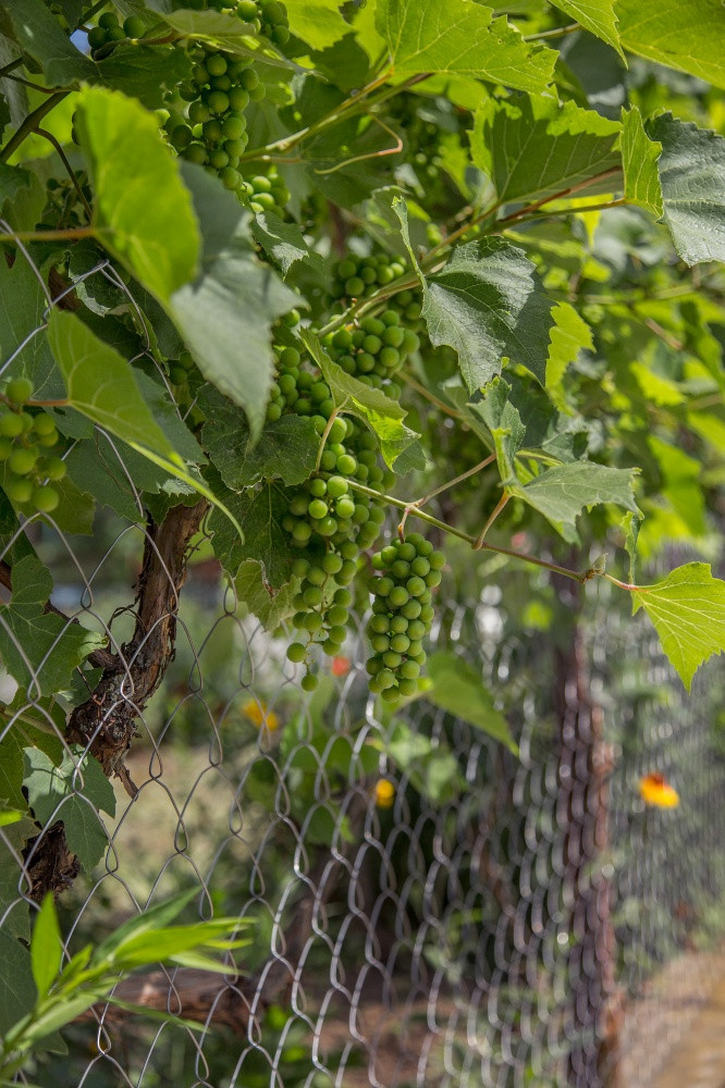葡萄葡萄树绿色葡萄日益增长的葡萄的花园葡萄他来了绿色
