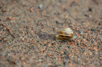 蜗牛的沙子自然后的<strong>雨露</strong>水蜗牛沙子