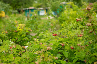 红色的树莓布什的花园有机浆果红色的树莓布什的花园