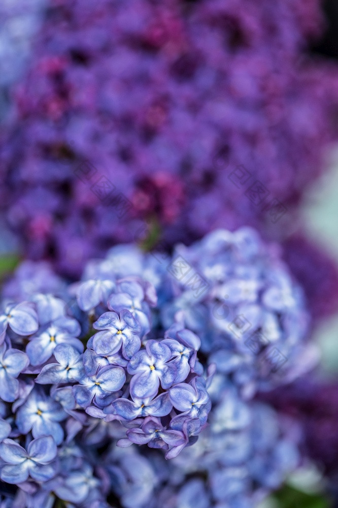 花束淡紫色特写镜头水晶花瓶花束淡紫色特写镜头