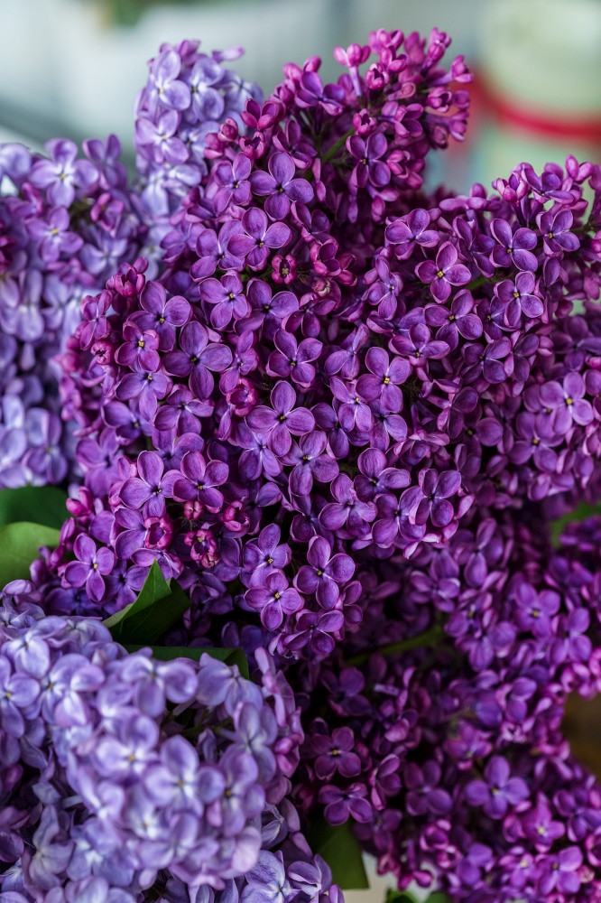 花束淡紫色特写镜头水晶花瓶花束淡紫色特写镜头