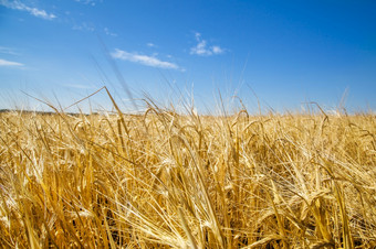 金小麦场对深蓝色的天空小麦场对的天空
