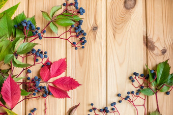 秋天红色的野生葡萄的背景木墙蓝色的浆果秋天野生葡萄红色的叶子野生葡萄特写镜头野生葡萄浆果木背景