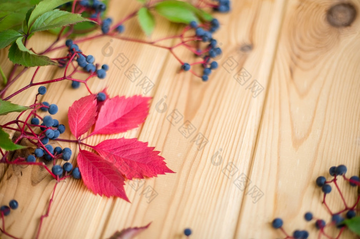 秋天红色的野生葡萄的背景木墙蓝色的浆果秋天野生葡萄红色的叶子野生葡萄特写镜头野生葡萄浆果木背景