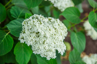 白色绣球花花日益增长的花花园艺白色绣球花花