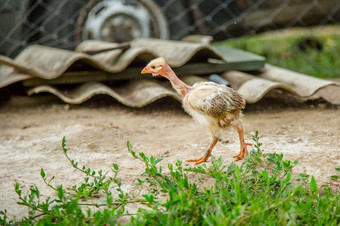 小母鸡的农场院子里不同的品种鸡小母鸡的农场院子里