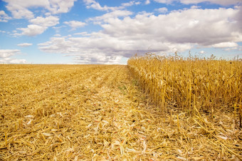 农业场与cornagricultural场与玉米收获黄色的场农业场与玉米