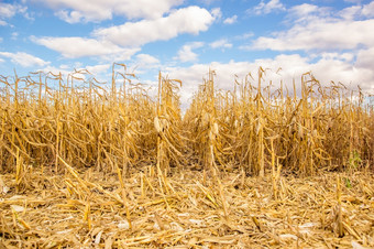 农业场与cornagricultural场与玉米收获黄色的场农业场与玉米