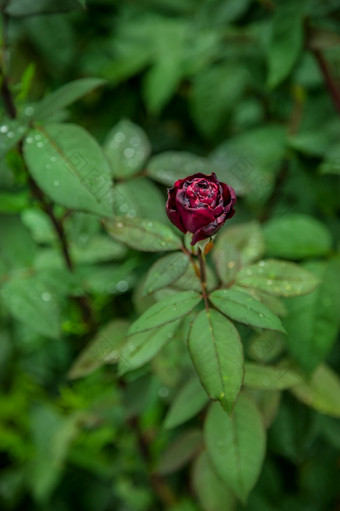 美丽的玫瑰的花园日益增长的不同的品种花美丽的玫瑰花园