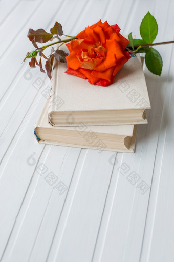 红色的玫瑰花在开放书白色木背景浪漫的和爱空间为你的消息红色的玫瑰花在开放书白色木背景