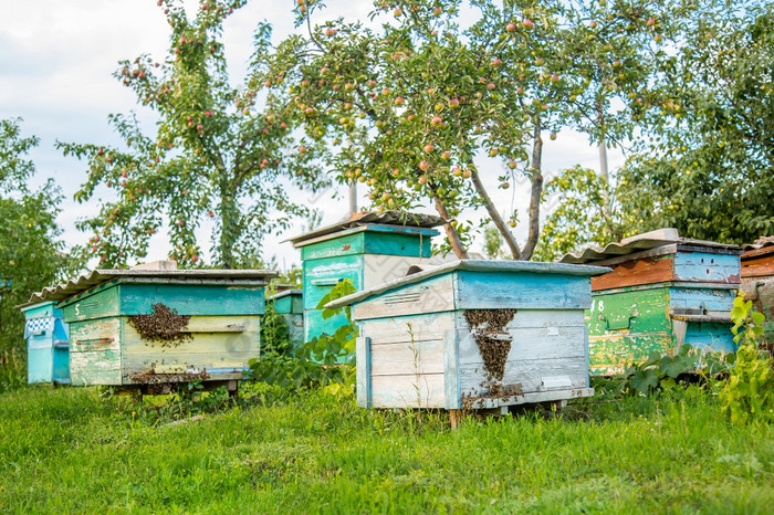 荨麻疹养蜂场与蜜蜂飞行的着陆董事会绿色花园热天荨麻疹养蜂场与蜜蜂飞行的着陆董事会绿色花园