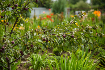 蟹苹果树6月后的雨绿色分支蟹苹果树特写镜头漂亮的蟹苹果蟹苹果树6月后的雨绿色分支蟹苹果树