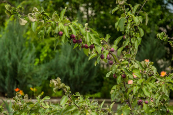 蟹苹果树6月后的雨绿色分支蟹苹果树特写镜头漂亮的蟹苹果蟹苹果树6月后的雨绿色分支蟹苹果树