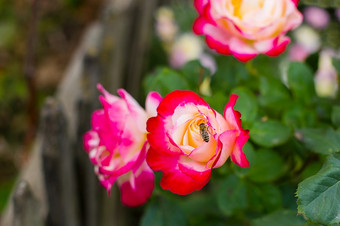 美丽的玫瑰的花园日益增长的不同的品种花夏天美丽的玫瑰的花园日益增长的不同的品种花