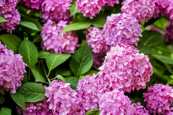 园艺花花园开花绣球花的花园自然园艺花花园开花绣球花的花园