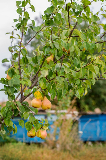 梨的树的果园年轻的树培养有机水果梨的树的果园年轻的树