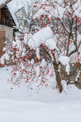 红色的荚莲属的植物的雪后雪风暴卡莉娜覆盖与厚层雪红色的荚莲属的植物的雪后雪风暴