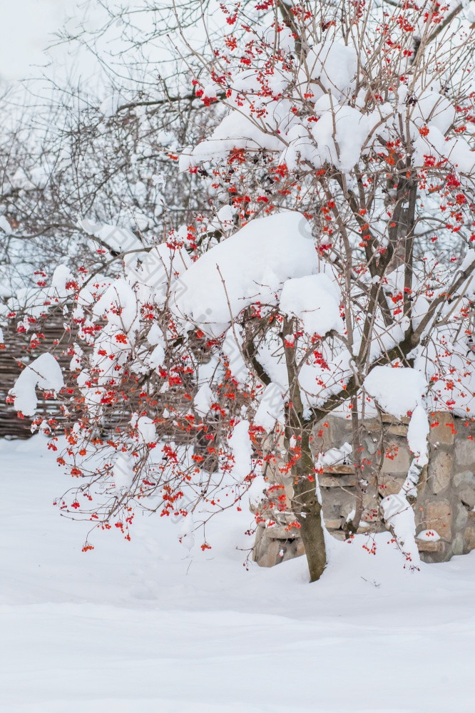 红色的荚莲属的植物的雪后雪风暴卡莉娜覆盖与厚层雪红色的荚莲属的植物的雪后雪风暴