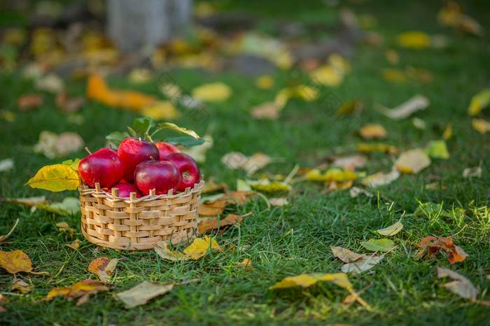 焦点美味的和多汁的收获水果花园完整的篮子红色的苹果在绿色草概念食物和秋天焦点美味的和多汁的收获水果花园完整的篮子红色的苹果在绿色草