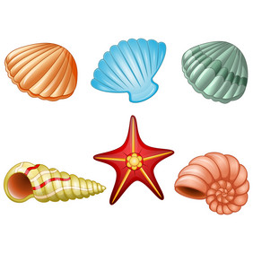 海贝壳和海明星