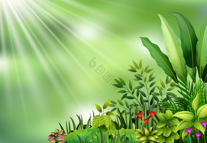 植物植物视图太阳光图片