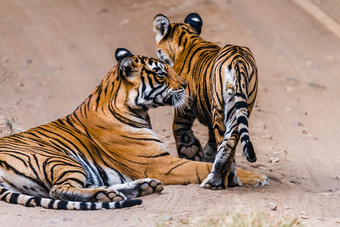 皇家孟加拉凶悍的女人与她的个月幼崽兰坦布尔老虎储备