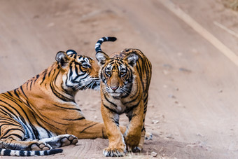 皇家孟加拉凶悍的女人与她的个月幼崽兰坦布尔<strong>老虎</strong>储备