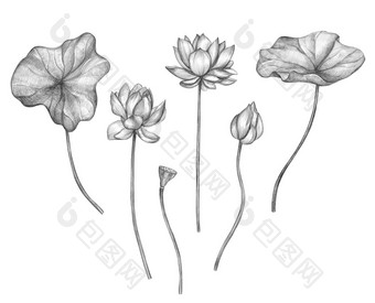 集合单色铅笔植物草图花<strong>手绘莲花</strong>孤立的白色背景古董风格植物集元素为设计