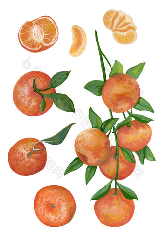 手画水果集现实的植物画与丙烯酸油漆分支与橘子水果整个减少和片橘子孤立的白色元素为设计传统的冬天食物