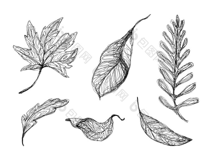 集合波状外形的下降叶子画与黑色的笔集图形植物元素孤立的白色合适的为各种温柔的设计