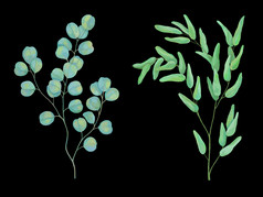 植物图纸与丙烯酸油漆集合美丽的桉树分支机构集两个装饰元素色彩斑斓的现实的草图不同的类型桉树