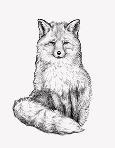 数字画现实的图形插图狐狸古董风格黑色的和白色草图动物