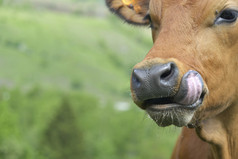 关闭有趣的年轻的棕色（的）牛与舌头