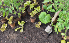 幼苗蔬菜泥炭锅的土壤与泥刀种植花园