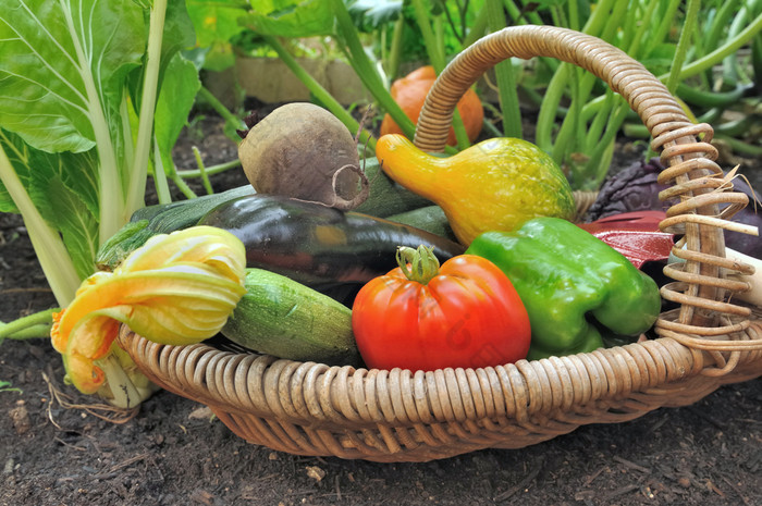 关闭新鲜的色彩斑斓的蔬菜篮子把的土壤蔬菜花园