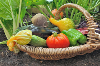 关闭新鲜的色彩斑斓的<strong>蔬菜篮子</strong>把的土壤<strong>蔬</strong>菜花园