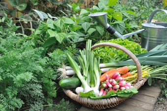 蔬菜篮子的地板上蔬菜花园