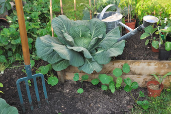 绿色卷心菜蔬菜补丁与浇水可以和铲