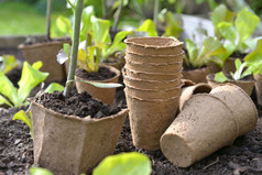 泥炭锅为幼苗花园的地面