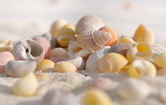 几小贝壳的沙子的海滩