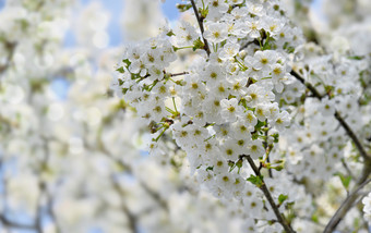 漂亮的白色花樱桃树春天