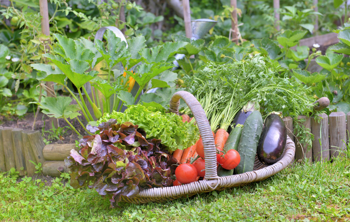 篮子完整的新鲜蔬菜把的草前面蔬菜花园