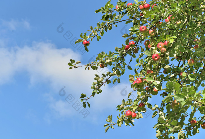 红色的苹果树叶苹果树蓝色的天空