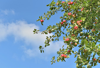 红色的苹果<strong>树</strong>叶苹果<strong>树</strong>蓝色的<strong>天空</strong>