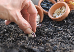 女人手播种种子蔬菜花园土壤