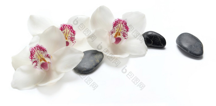美丽的白色兰花孤立的白色背景与黑色的鹅卵石美丽的白色兰花孤立的白色背景与黑色的鹅卵石