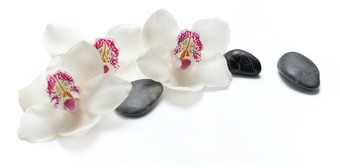 美丽的白色兰花孤立的白色背景与黑色的鹅卵石美丽的白色兰花孤立的白色背景与黑色的鹅卵石