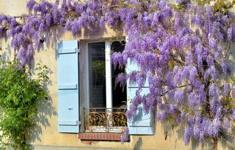 美丽的紫藤盛开的对<strong>农村房子</strong>与蓝色的百叶窗的窗口