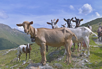 集团山羊高山群的高山看相机高山山羊群的高山夏天